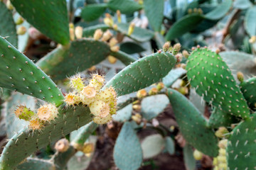 Blooming cactus flowers. Close up of white cactus spines backgro