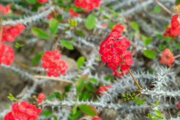 Obraz premium Beautiful blooming red cactus flowers. Close up of white cactus
