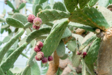 Beautiful cactus fruits. Close up of white cactus spines backgro
