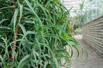 Aloe Vera ingredient for cosmetics and health products
