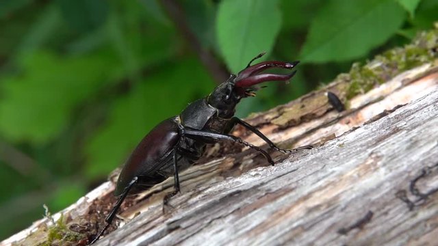 Hirschk&auml;fer M&auml;nnchen
