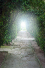 Light at the end of the tunnel. Green natural tunnel of trees wi