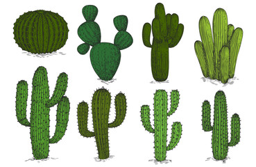 Hand drawn engraving cactus vector set isolated on white background. Sketch cactus plant, cacti mexican floral illustration
