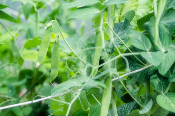 Growing organic peas in the garden