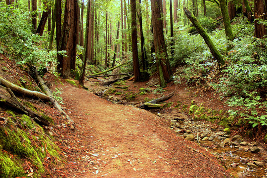 Redwood Forest Streambed