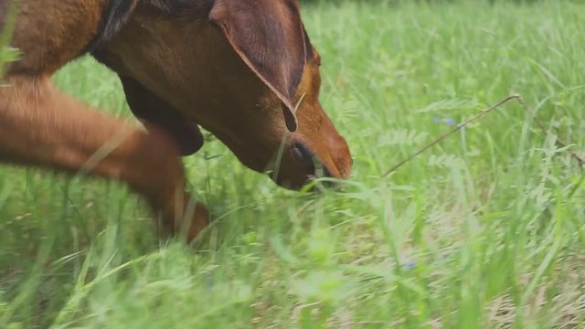 Following a hunting dog on the trail of an animal. dog on the hunt