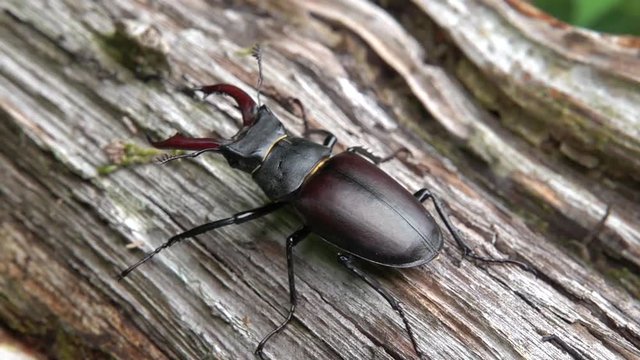 Hirschk&auml;fer M&auml;nnchen