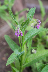 Medicinal plants: comfreys, Symphytum