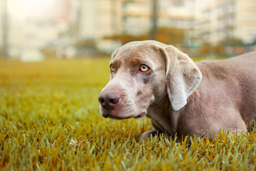 Portrait of a weimaraner dog in an autumnal landscape with ochre colors.
