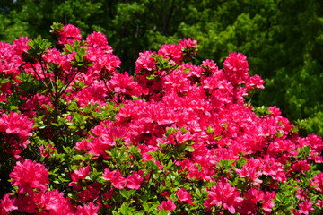 満開に咲くツツジ