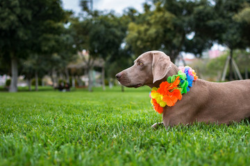 Lovely weimaraner dog in the park with a Hawaiian collar around his neck.