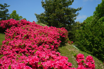 満開に咲くツツジ