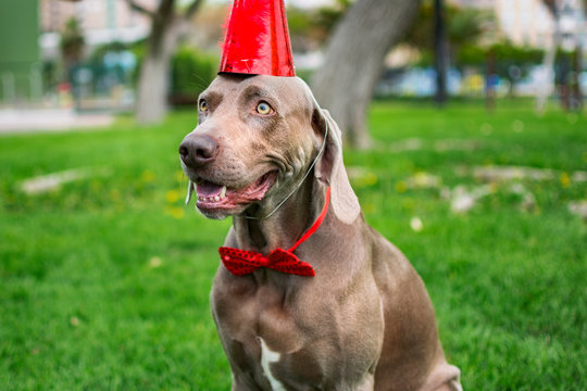 Funny Weimaraner Dog With A Red Birthday Hat In The Park.