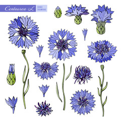 Blue and purple cornflowers on white background. Botanical illustration. Vector isolated object. Set the leaves, flower, stem, petals. Vintage style. Field flowers.