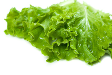 Green lettuce isolated on white background.