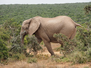 Elephant, Addo Elephant National Park, South Africa