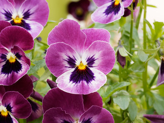 Viola x wittrockiana - Garden pansy flower close up 