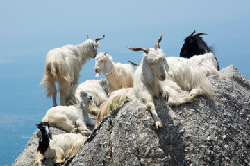 Mountain Goats on a Rock in Triund at the foot of the Dhauladhar Ranges of India