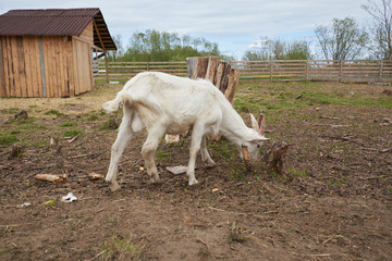 Obraz premium Little goats behind the fence