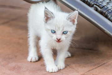 Fototapeta premium kitten