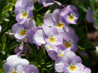 Garden pansies flowers close up (Viola x wittrockiana)