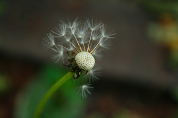 dandelion on green background