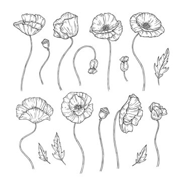 Poppy Flower Outline Images – Browse 5,621 Stock Photos, Vectors, and ...