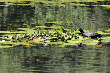 Une poule d'eau construit un nid pour prot&eacute;ger ses &oelig;ufs