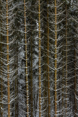 Snow on spruce tree branches in the woods on a grey and cold win