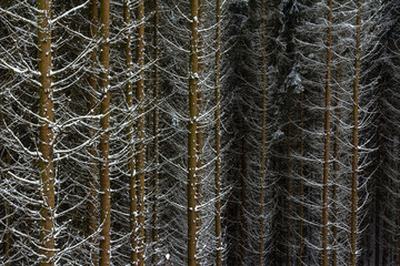 Snow on spruce tree branches in the woods on a grey and cold win