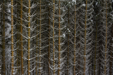 Snow on spruce tree branches in the woods on a grey and cold win