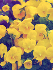 Garden pansies flowers close up (Viola x wittrockiana)