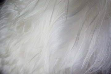 Obraz premium Sheep Skin Rug