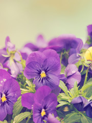 Gardens pansies flowers close up (Viola x wittrockiana)