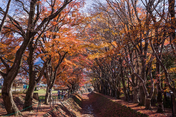 The most popular autumn leaves spot is Momiji Kairo also know as Maple Corridor which is a walkway...