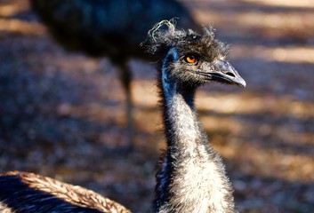 an emu in the morning