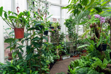 Variety of plants and flowers inside of botanic green house