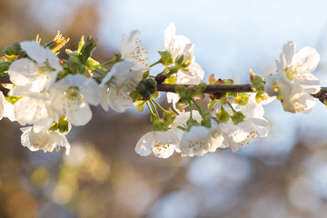 Spring Cherry blossoms, white flowers on cherry tree branch.