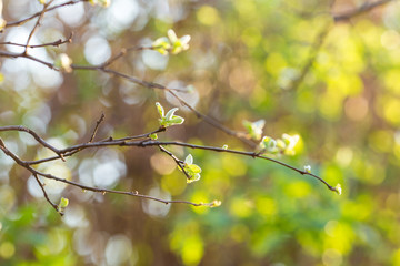 Young spring leaves on branch. Quince minimalist branches. Cydonia Oblonga in early spring. Soft focus effect.