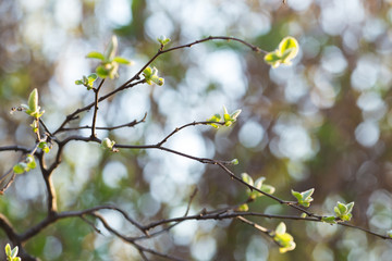 Young spring leaves on branch. Quince minimalist branches. Cydonia Oblonga in early spring. Soft focus effect.