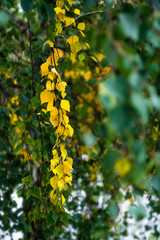 Yellow leafs of silver birch tree in autumn, the start of autumn