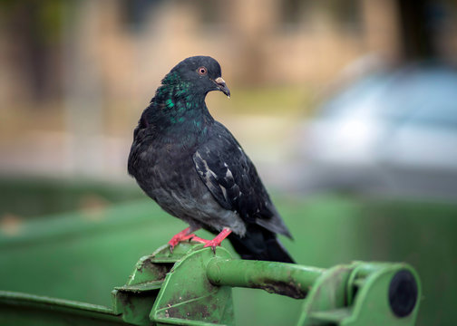 Pigeons on rubbish bins, health care issues