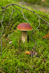 Boletus mushroom on the green moss in the forest