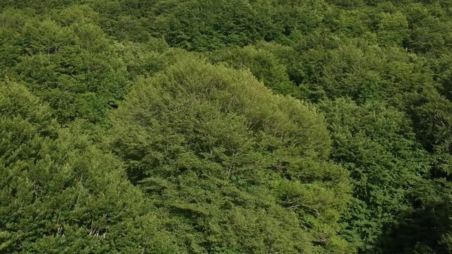 Veduta aerea di un bosco verde di castagni in estate
