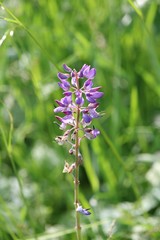 beautiful blossom of a blue flower in closeup