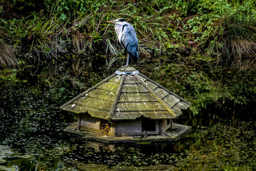 Interesting looking bird house with a bird on top floating on th