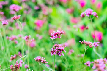 Violet verbena flowers