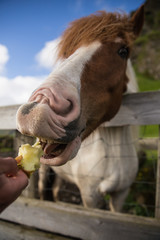 Horse eating apple from hands of the person