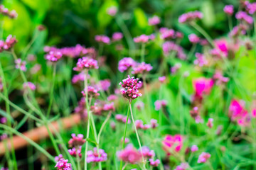 Fototapeta premium Violet verbena flowers