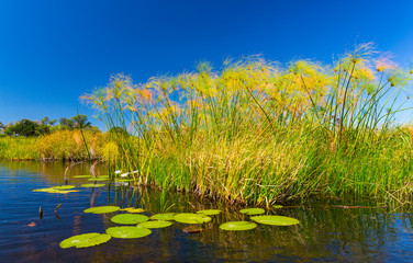Papyrus plant, Okavango Delta, Botswana, Africa